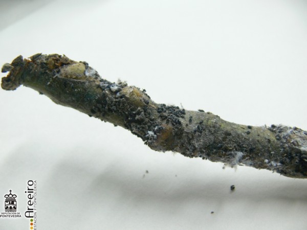 Eriosoma lanigerum -  Pulgon Lanigero parasitado.jpg